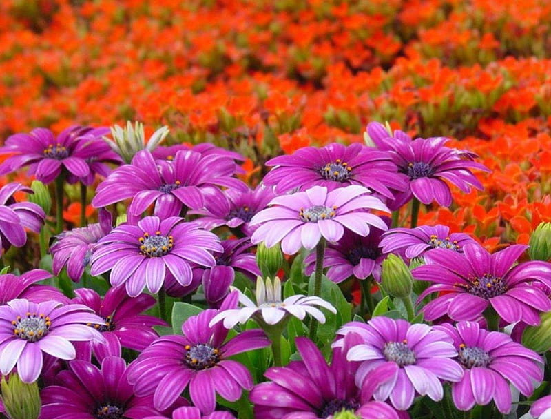 Colorful Flowers, purple, orange, flowers, nature, white, buds, green leaves, HD wallpaper