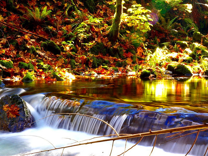 Quiet murmur of the river, forest, fall, quiet, autumn, colors, water, nature, river, murmur, HD wallpaper