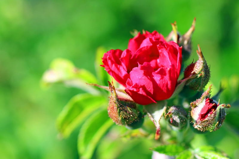 Wild rose, Rose, flower buds, Red, Green, HD wallpaper