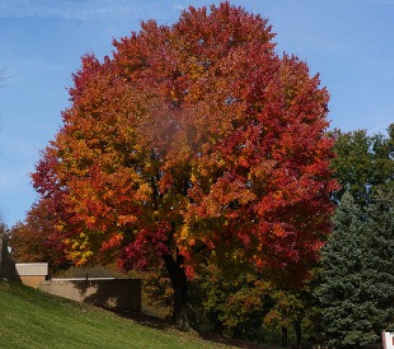 The Perfect Autumn Tree, autumn trees, autumn view, beautiful autumn tree, HD wallpaper