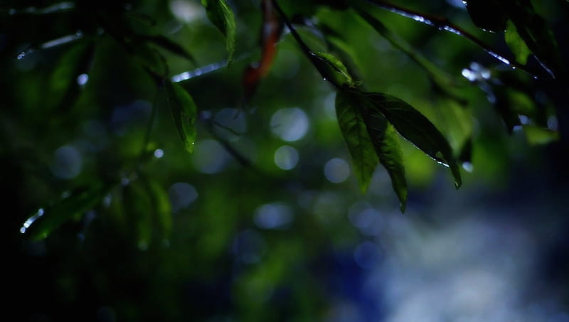 Raindrops on leaves, Forest, rain, Africa, Rainforest, Raindrops, Dusk, background, HD wallpaper