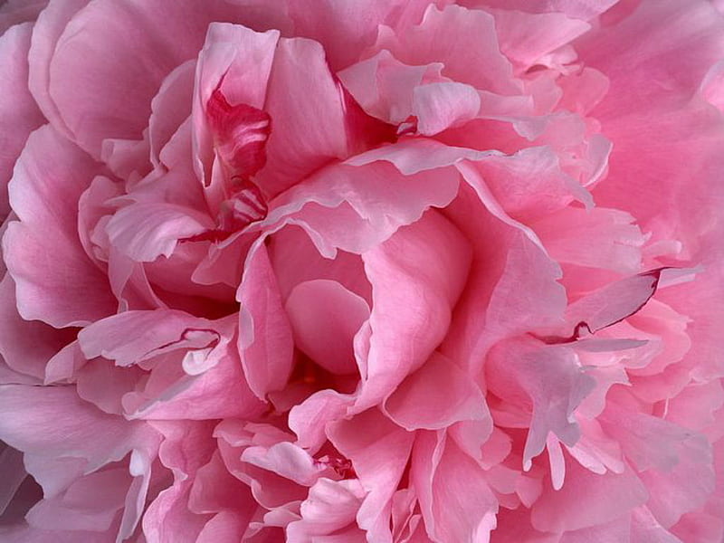 Grace, flower, pink carnation, pink, HD wallpaper