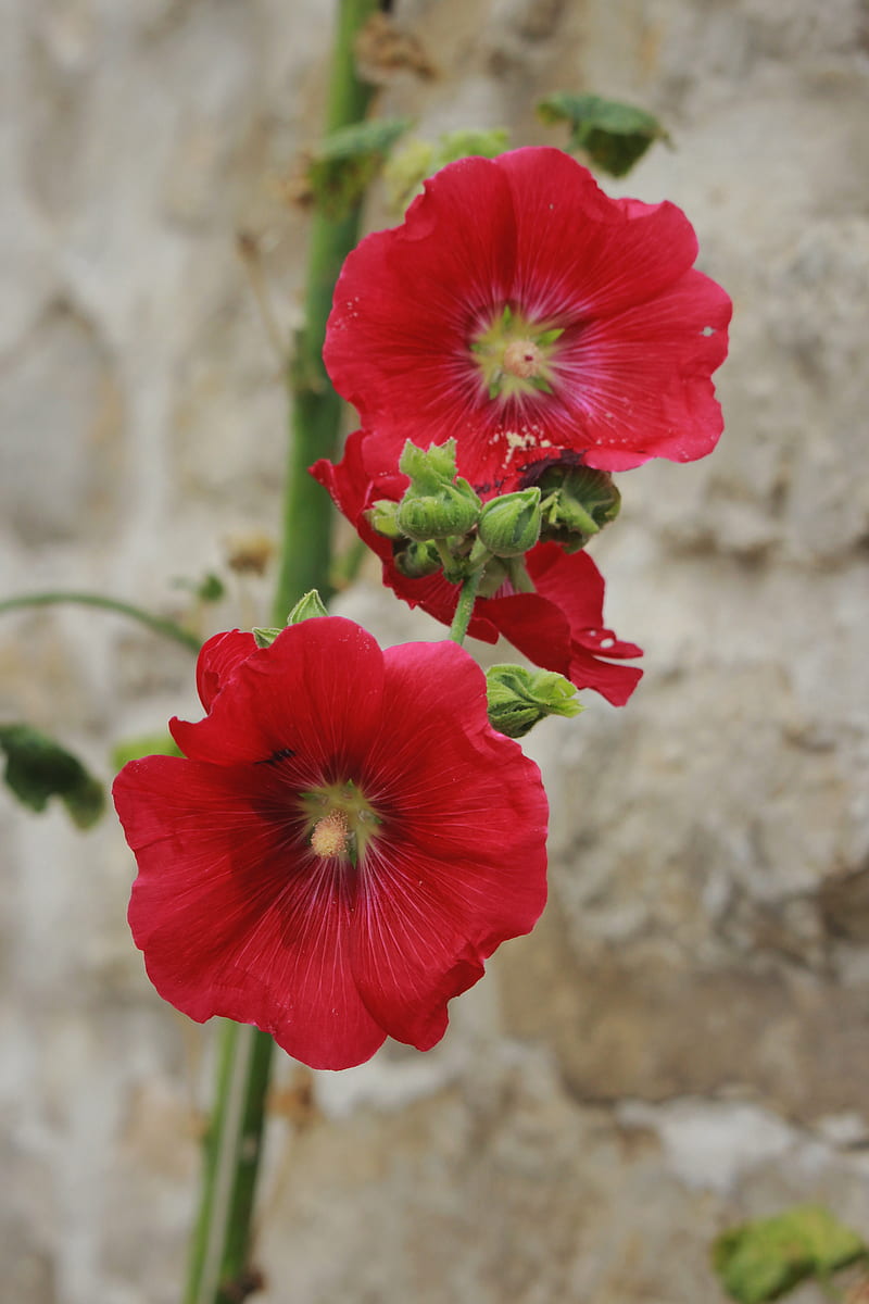 red flower in tilt shift lens, HD phone wallpaper