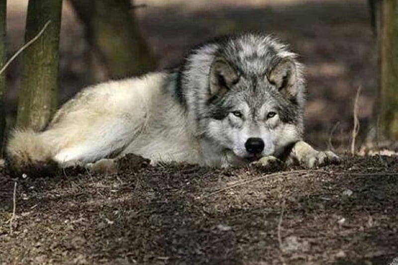 GRAY WOLF, forest, nature, Wolf, animals, Wolves, HD wallpaper