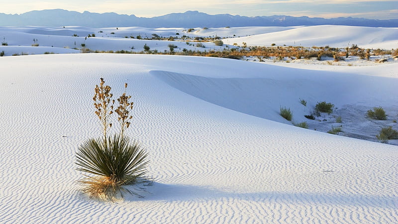 Snow deserts, deserts, plants, nature, white, scenery, HD wallpaper