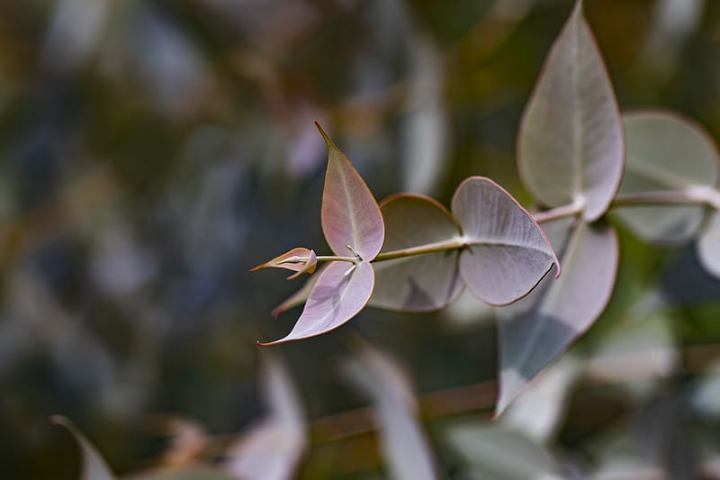 eucalyptus gillii, eucalyptus, plant, leaves, HD wallpaper
