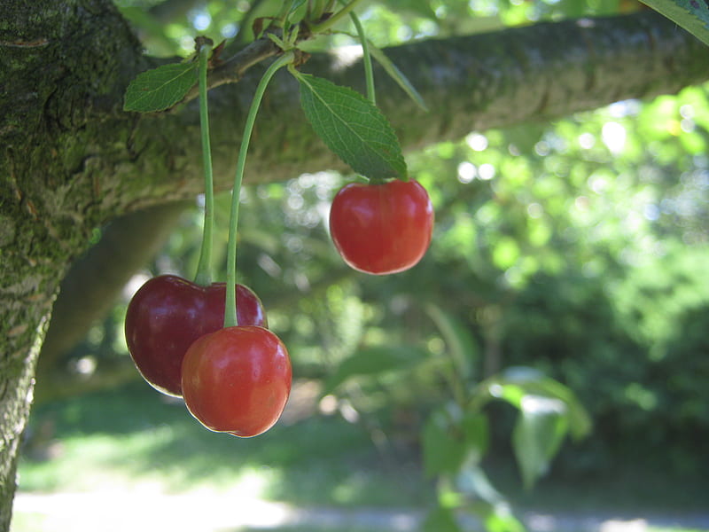 Sour cherries, red, tree, sour, cherry, HD wallpaper
