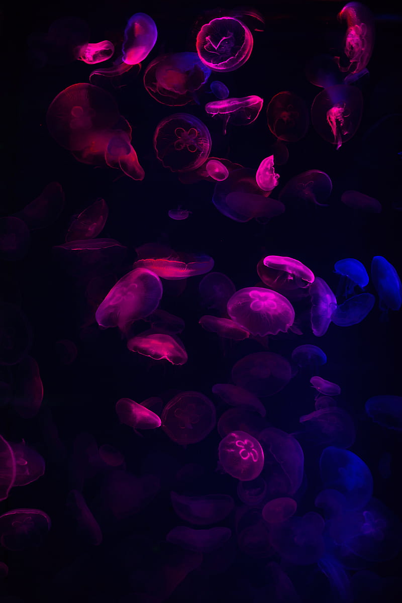 jellyfish, neon, glow, dark, HD mobile wallpaper