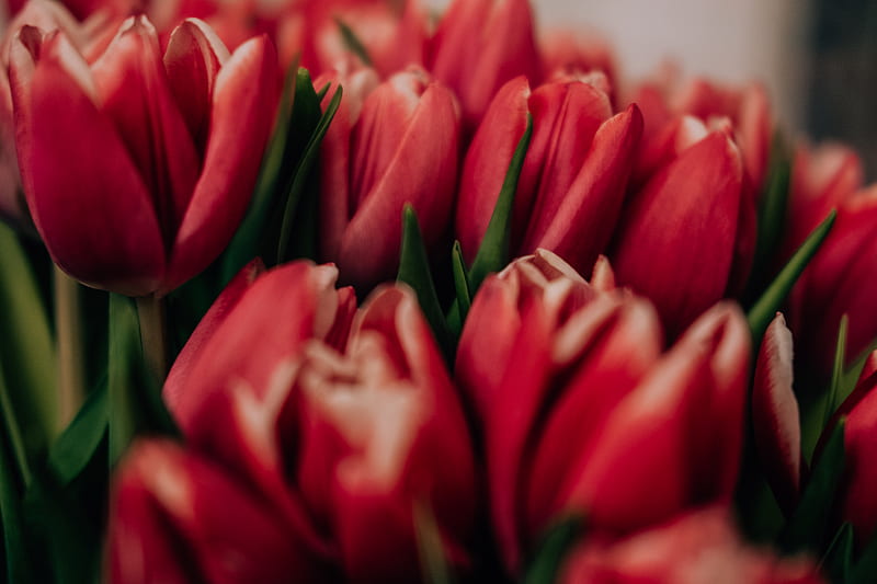 Close-Up of Red Tulips, HD wallpaper