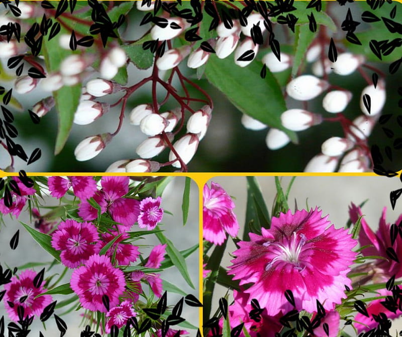 FLOWER POWER, pretty, flowers, collage, dianthus, HD wallpaper