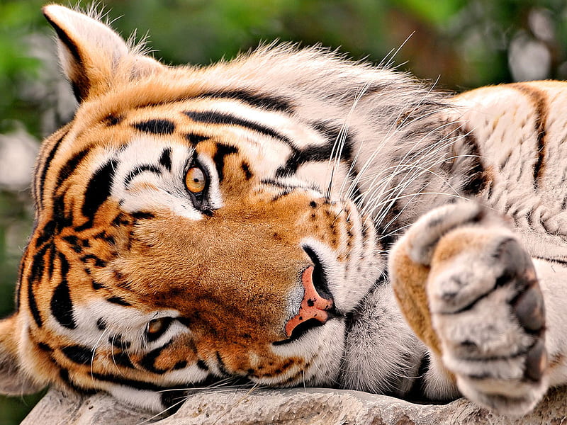 Tiger head, rest, wildlife, feline, tiger, HD wallpaper