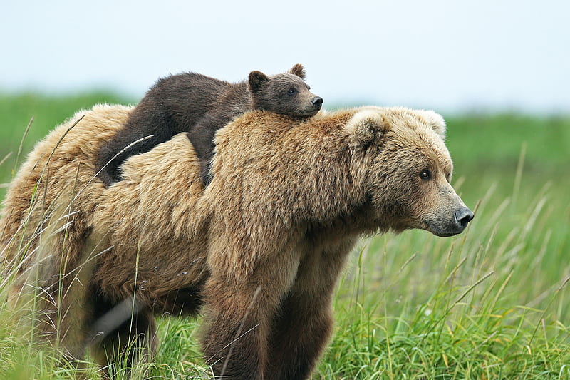 Bear with Cub, Grizzly Bears, Brown Bears, Bear Cubs, Bears, HD wallpaper