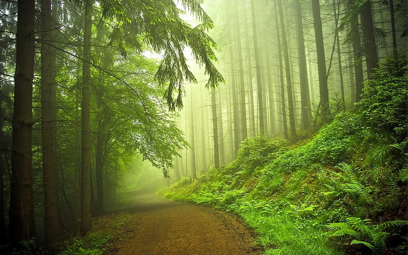 Forest, green, path, nature, harmony, HD wallpaper