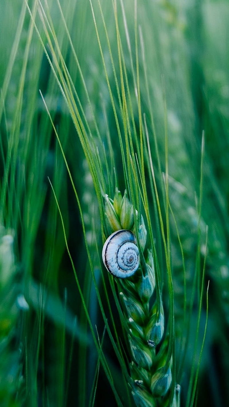 Snail , plant, wheat, green, HD phone wallpaper