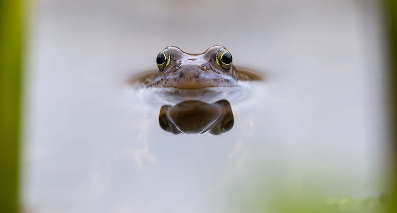 Frogs, Frog, Amphibian, Reflection, Wildlife, HD wallpaper