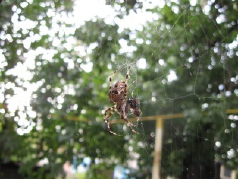 Garden spider, insect, spiderweb, spider, macro, HD wallpaper