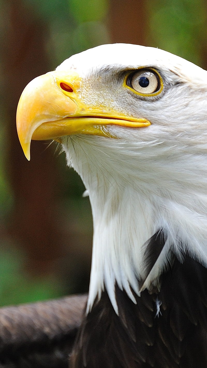 águila blanca, águila blanca, pájaro, pico en forma de gancho, vista aguda,  Fondo de pantalla de teléfono HD | Peakpx