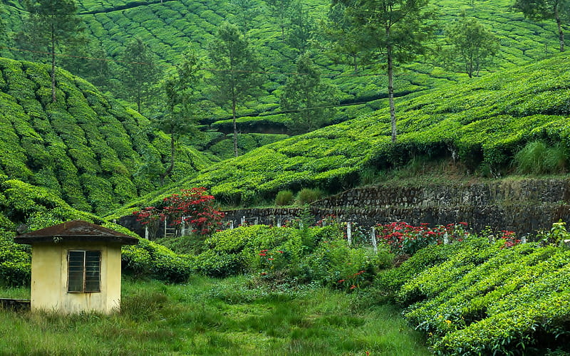 Tea Garden, Garden, Sky, Rural areas, Hill, Tea, HD wallpaper