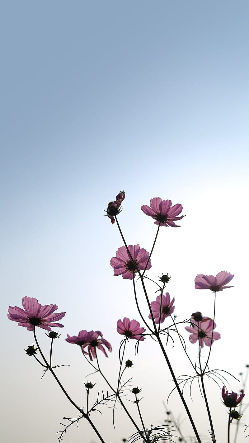 Purple Flowers, pink, sky, day, nature, HD phone wallpaper