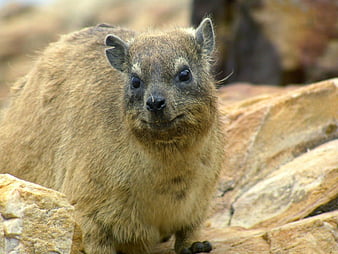 HD hyraxes wallpapers | Peakpx