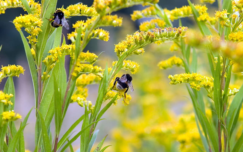 the pollinator, bee, sting, green, flowers, yellow, HD wallpaper