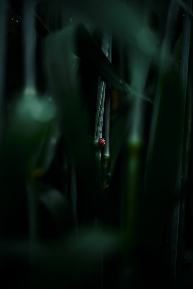 ladybug, leaf, macro, grass, HD phone wallpaper