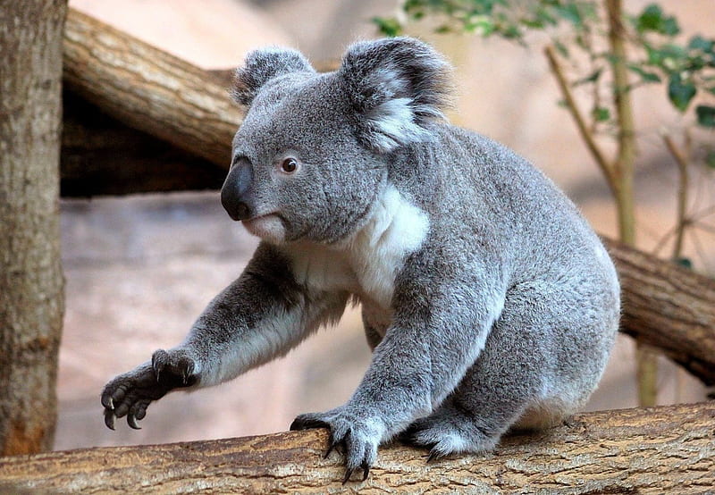 *** Koala Bear ***, misie, koala, zwierzeta, niedzwiedzie, HD wallpaper