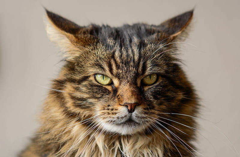 predator, grumpy cat, HD wallpaper