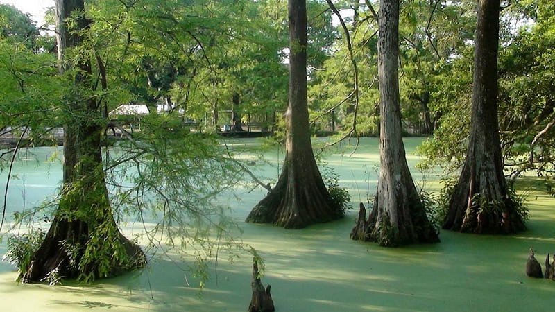 Green Bayou, green, cypress trees, swamp, bayou, HD wallpaper
