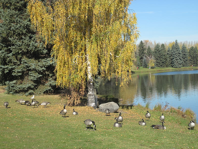 Canada Geese at the Park Edmonton , Alberta , geese, graphy, Lakes, park, Fields, forests, trees, lake, HD wallpaper