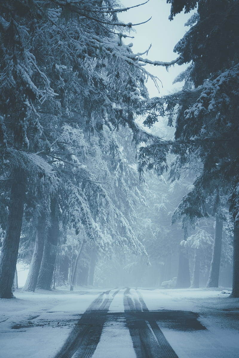 road, snow, fog, winter, trees, traces, HD phone wallpaper