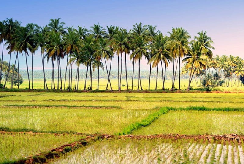 rice fields, rice, green, plants, coconut, nature, fields, trees, HD wallpaper