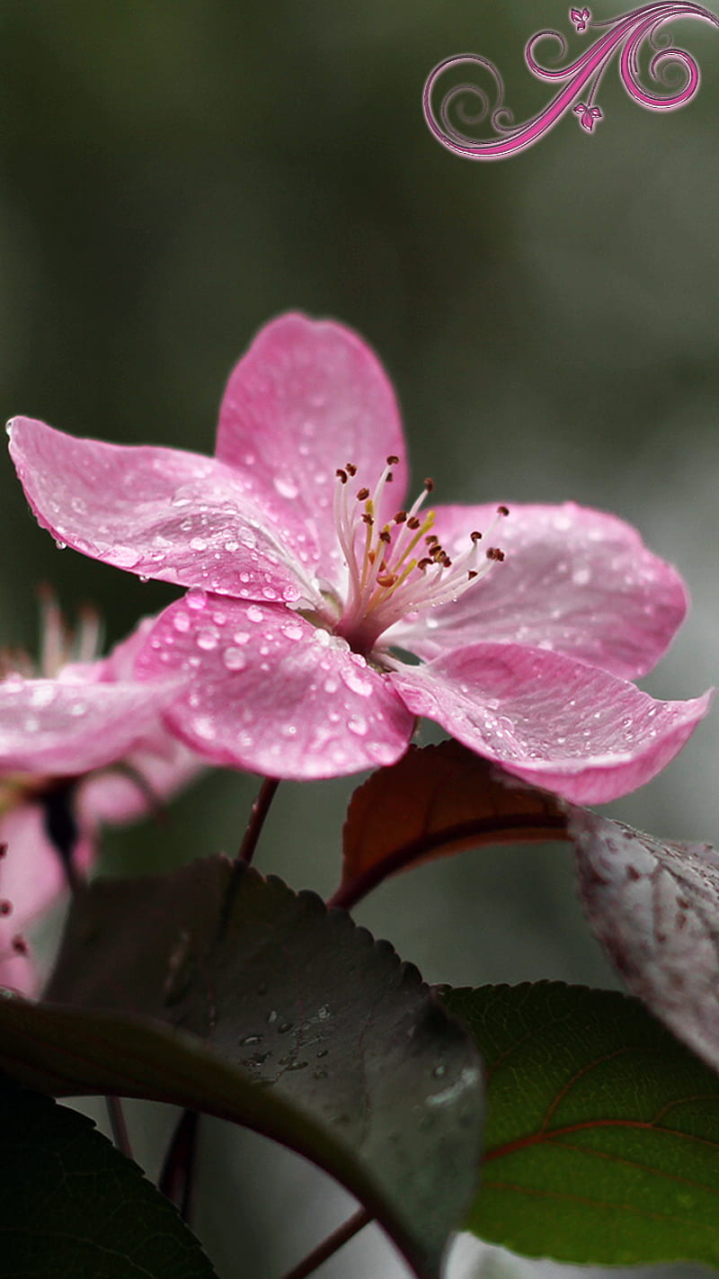 apple blossom, dew, nature, rain, spring, water drops, HD phone wallpaper