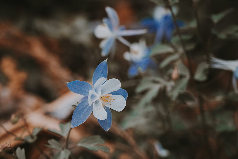 aquilegia, flower, blue, macro, bloom, HD wallpaper