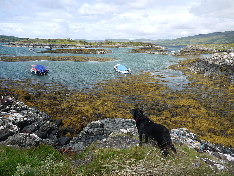 Ulva Ferry, rocks, mull, harbour, sea weed, scotland, anchorage, HD wallpaper
