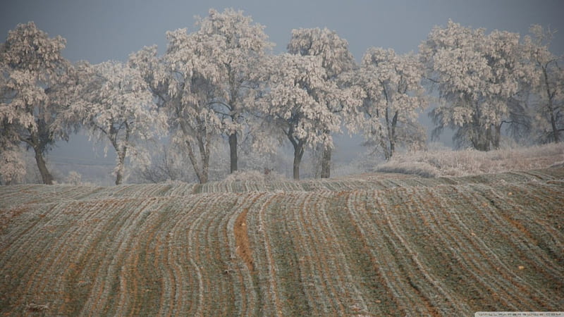 Winter in Poznan, forest, frosted winter, frosty, tree nature, frozen, field, scene, landscape, frost, HD wallpaper