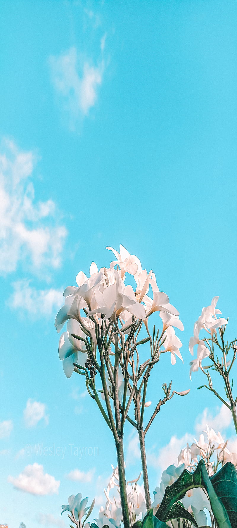 The Flowers, blue, garden, nature, peace, sky, HD phone wallpaper