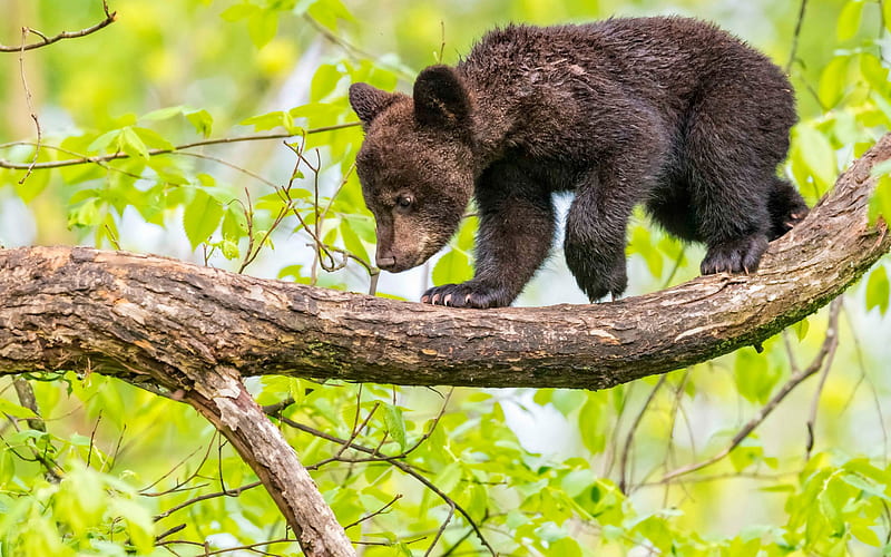 small bear cub, bear on a branch, Black bear, Baribal, predator, HD wallpaper