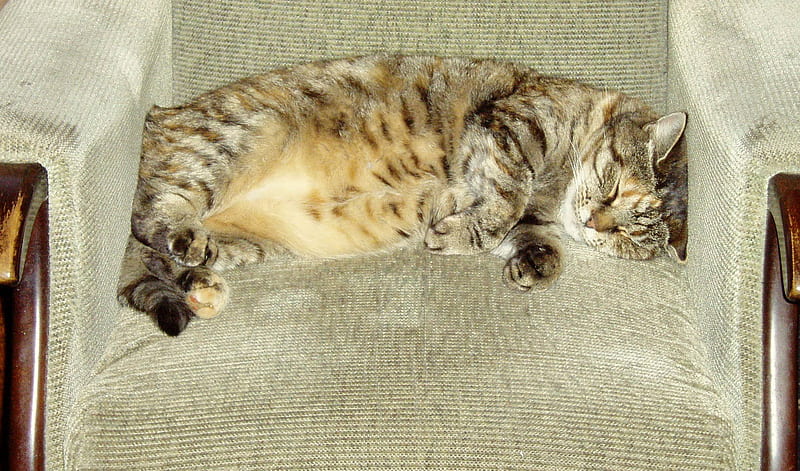 Taking it easy., special, chair, cat, tabby, HD wallpaper