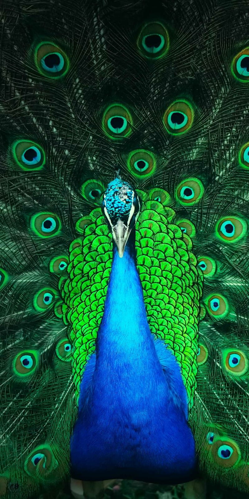 Peacock, green, mobile, pea, peahen, phone, v11pro, vivo, vivov11, HD phone  wallpaper | Peakpx