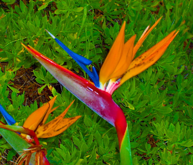 Flor de ave del paraíso, flor, colorida, bonita, ave del paraíso, Fondo de  pantalla HD | Peakpx