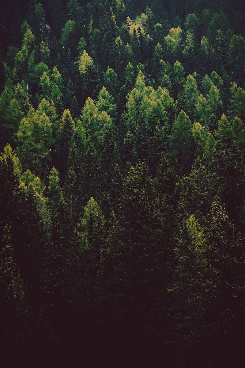 forest, trees, pines, green, coniferous, HD phone wallpaper