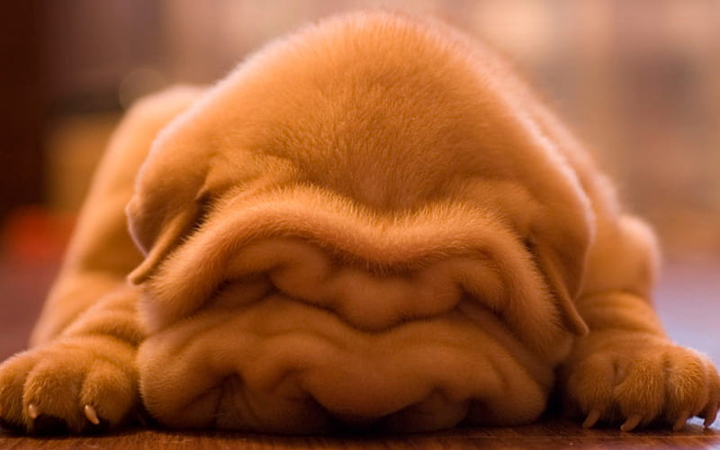 Shar Pei, cute dog, sleeping puppy, pets, small Shar Pei, puppy, cute animals, funny puppy, dogs, Shar Pei Dog, HD wallpaper