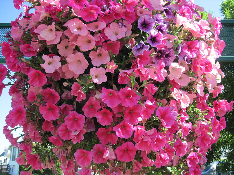 Flowers on a walking day 33, red, graphy, Petunias, green, basket, Flowers, pink, HD wallpaper