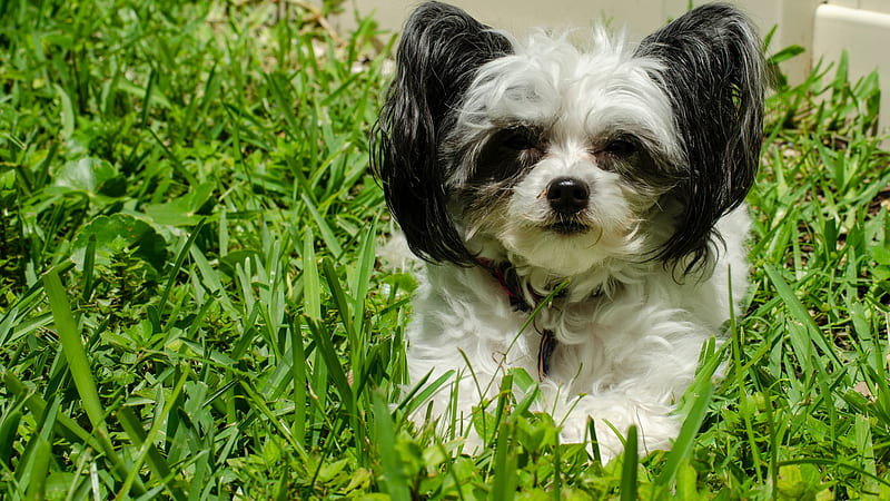 Black And White Shih Tzu Puppy On Green Grass Field During Daytime Animals, HD wallpaper