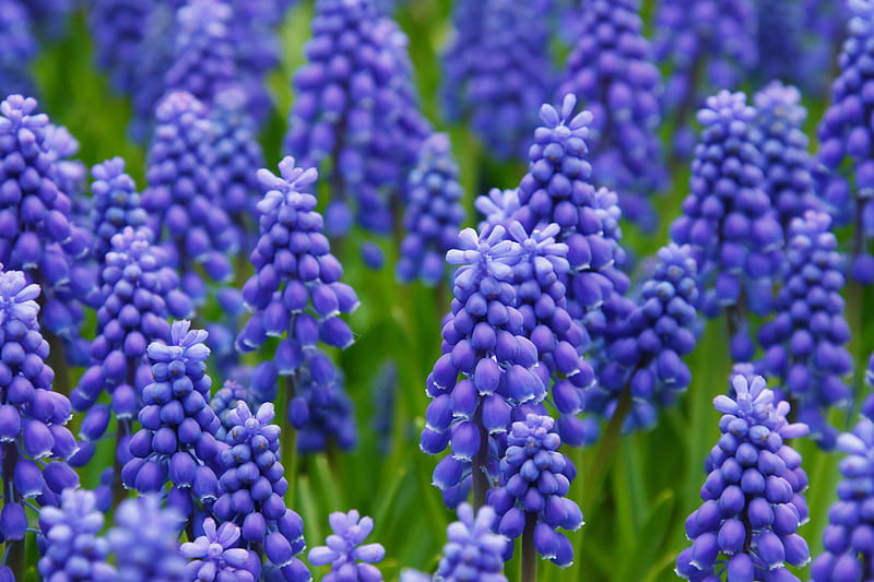 Blue Grape Hyacinths., hyacinth, plant, flower, nature, blue, HD wallpaper