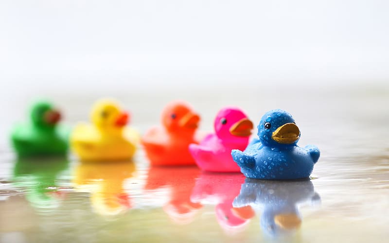 Toy, Duck, Colorful, Rubber Duck, HD wallpaper