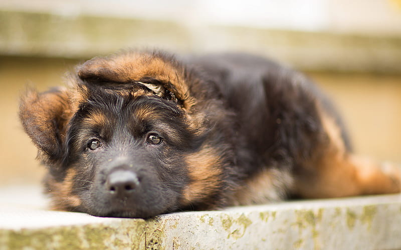 German Shepherd, sad dog, pets, puppy, dogs, cute animals, German Shepherd Dog, HD wallpaper