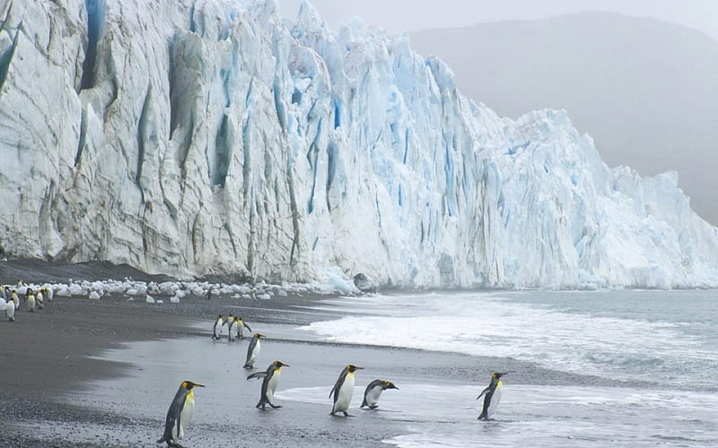 king penguins, beach, ice, king, penguins, HD wallpaper