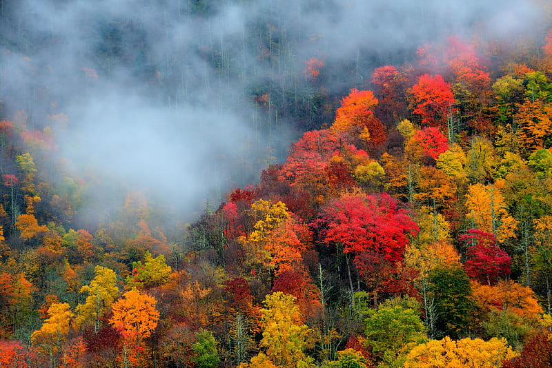 Smoky Mountains at Fall, leaves, usa, colors, trees, Tennessee, mist, HD wallpaper